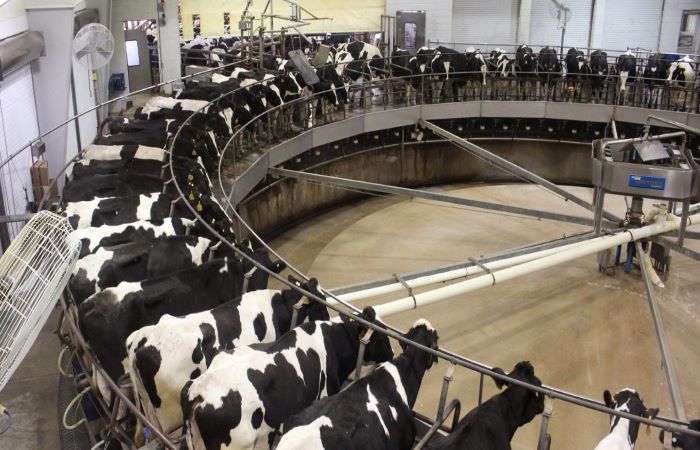 सफ़ेद दूध का काला सच