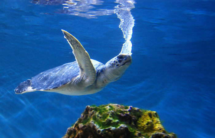 ग्लोबल वॉर्मिंग: समुद्र में तेज़ी से घट रही है ऑक्सीज़न