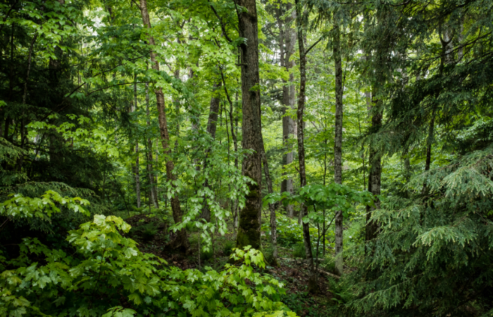 भारतीय वन कानून में फिर बदलाव की तैयारी