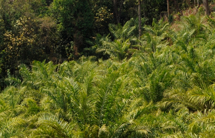 साबुन-शैम्पू से लेकर खाद्य पदार्थ तक, कहां नहीं है पाम ऑयल!