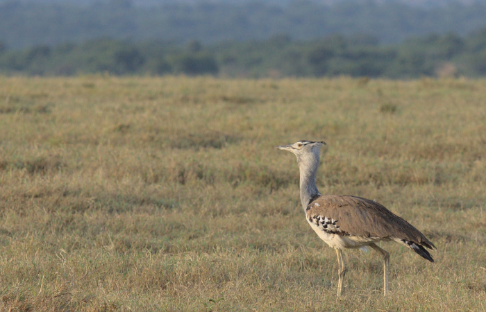 ‘ग्रीन पावर’ से राजस्थान के ओरण और गोडावण के अस्तित्व को खतरा