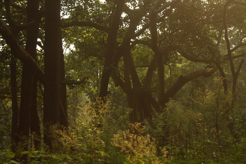 कोयला खनन की आशंकाओं से अंधकार में है छत्तीसगढ़ के हसदेव अरण्य का भविष्य
