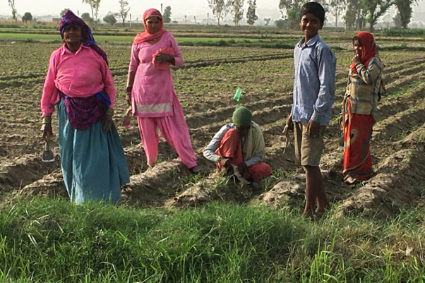 हरियाणा में गंभीर हो चला है भूजल का गिरता स्तर