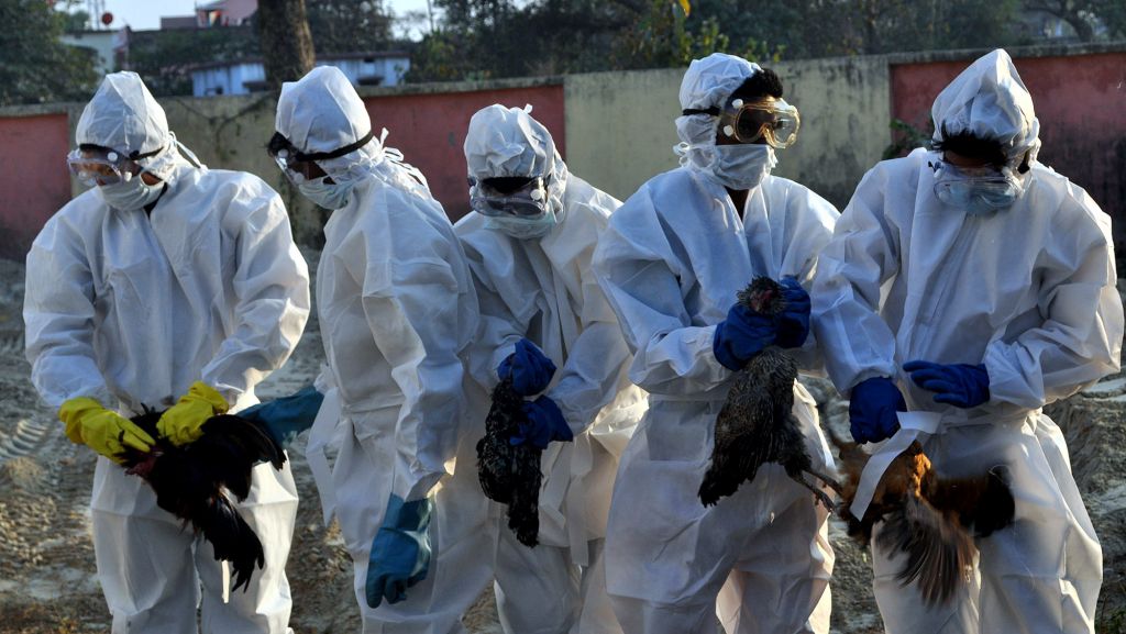 सांभर में बर्ड फ्लू की पुष्टि : 5 दिन में 80 पक्षियों की मौत, झील में भी मिला मृत प्रवासी पक्षी