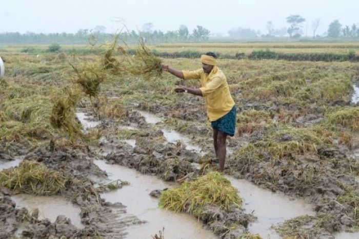प्रायद्वीपीय भारत में दर्ज की गई 143 प्रतिशत अधिक वर्षा; फसल के नुकसान पर किसानों ने की मुआवजे की मांग