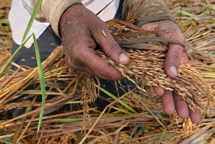 नये साल की शुरुआत शीतलहर के साथ, बेमौसमी बारिश से नुकसान