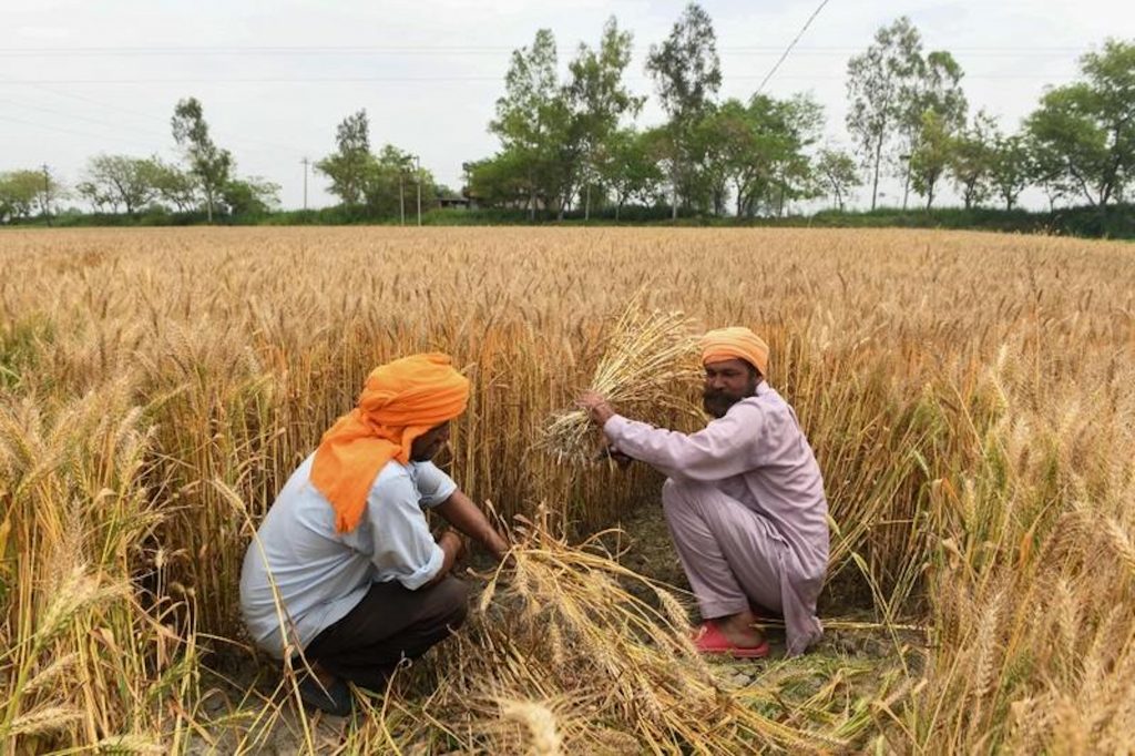 सरकारी खरीद: गेहूं और धान में नमी के पैमाने बदलना चाहती है सरकार