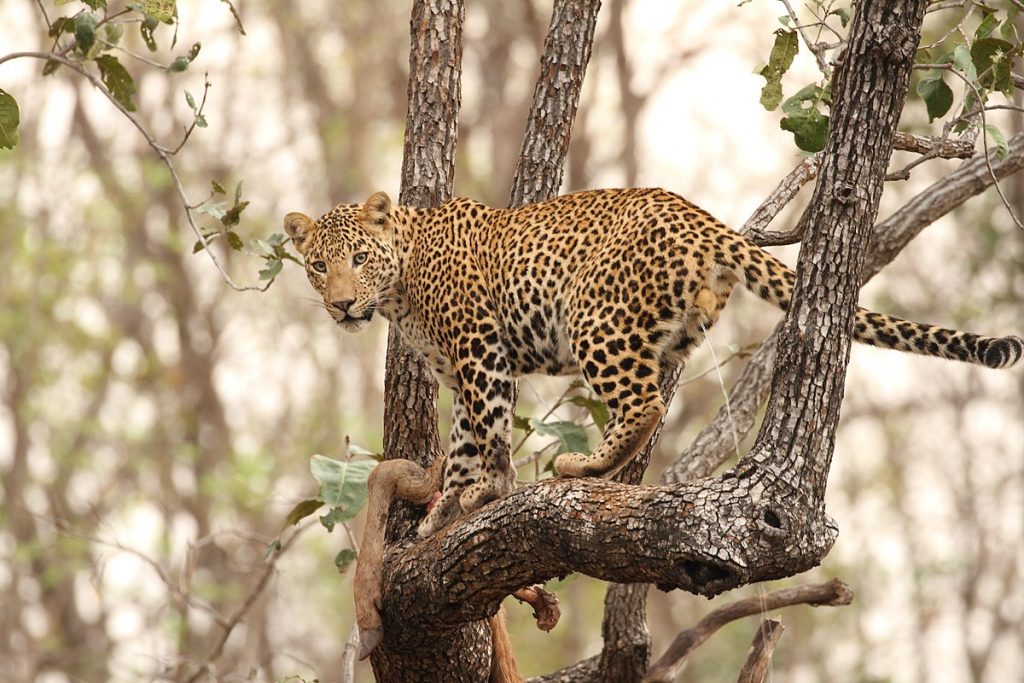 उत्तराखंड में तेंदुओं के साथ जीवन और जिम कार्बेट की विरासत