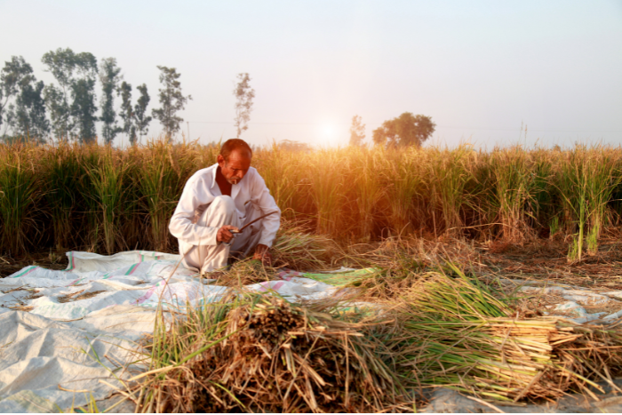 कई राज्यों में बरसात की आंखमिचौली से धान की फसल पर चोट