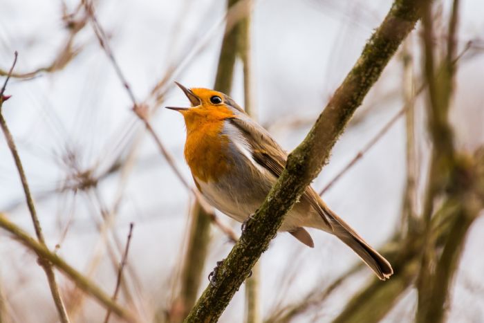 ग्रामीण इलाकों में रह रहे पक्षियों को आक्रामक बना रहा है ट्रैफिक का शोर