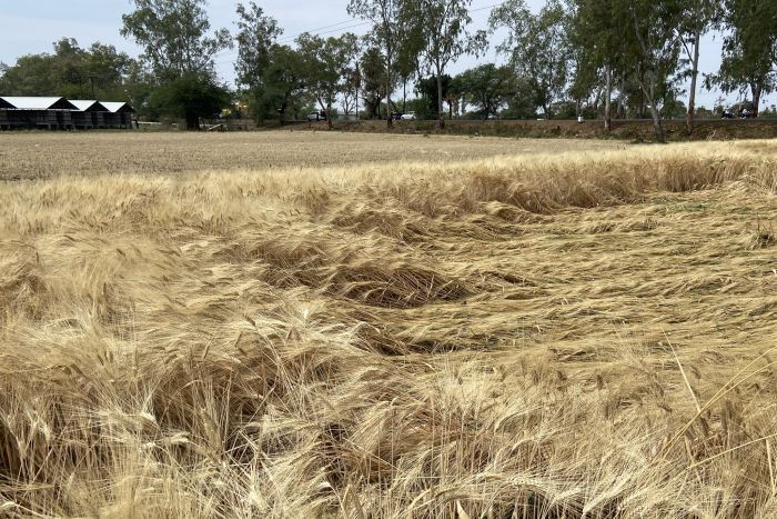 बेमौसम बारिश और ओलावृष्टि से फसल पर चोट, किसानों पर दोहरी मार