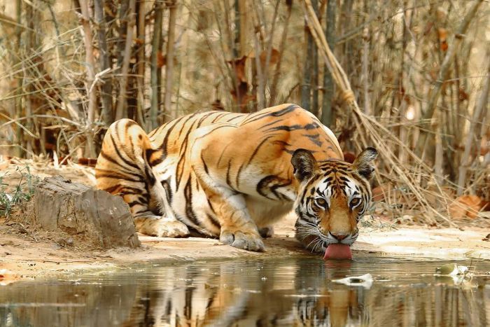 बाघों के नए आंकड़े जारी, पर संकट में हैं गजराज