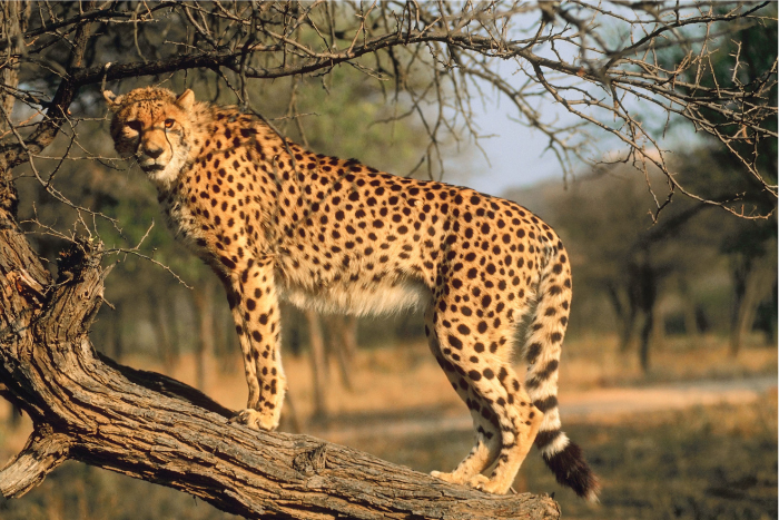 कूनो नेशनल पार्क में एक और अफ्रीकी चीते की मौत