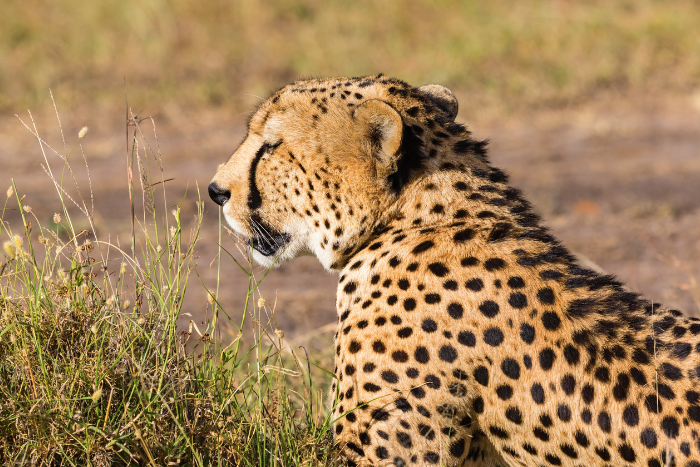 कूनो के बाद अब गांधी सागर में बसाए जाएंगे अफ़्रीकी चीते