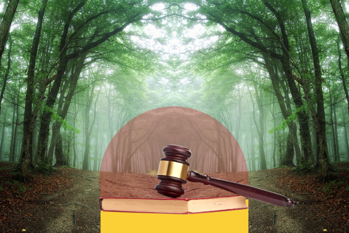 वनों की 1996 की परिभाषा पर लौटने का आदेश सराहनीय, लेकिन नाकाफी: विशेषज्ञ