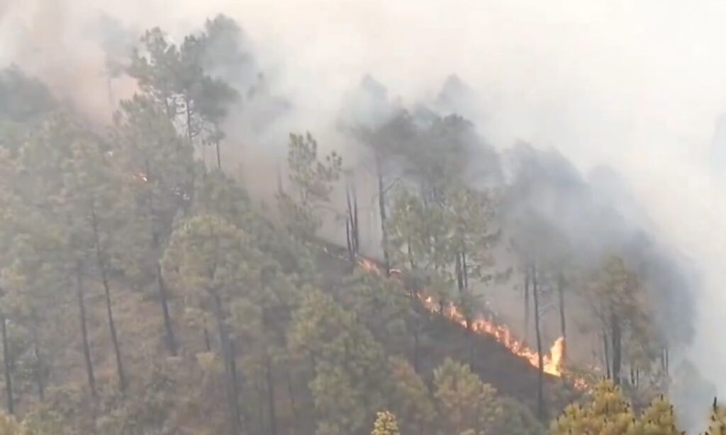 जंगलों की आग और फॉरेस्ट इकोलॉजी का क्या है रिश्ता