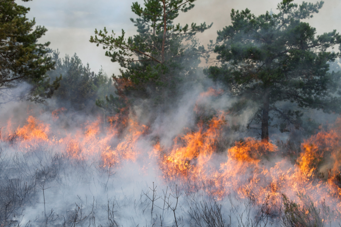 उत्तराखंड: जंगल की आग में 4 की मौत के बाद दो वनाधिकारी निलंबित