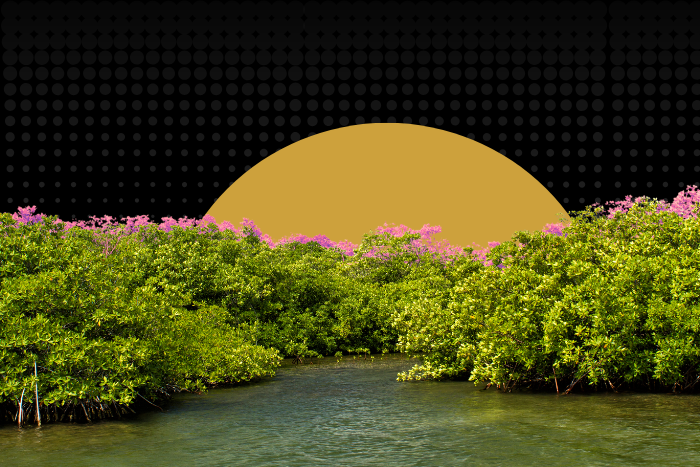 बड़े पैमाने पर रोपण नहीं वैज्ञानिक तरीकों से संरक्षण है मैंग्रोव को बचाने का उपाय