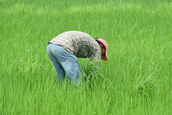 इथेनॉल अभियान से भारत की खाद्य तेल आत्मनिर्भरता पर हो सकता है संकट