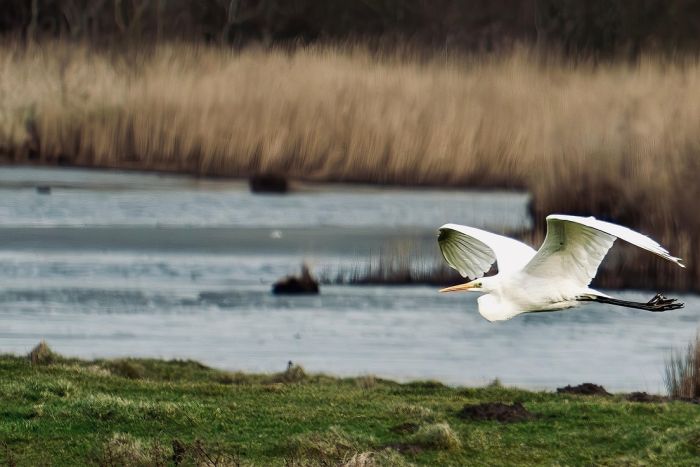 वन्यजीव बोर्ड की बैठक में पुनर्वास और अवसंरचना परियोजनाओं पर चर्चा