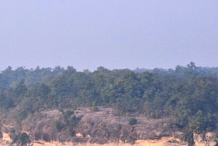 हसदेव अरण्य में कोयला खनन के लिए काटे जा सकते हैं और 3.68 लाख पेड़