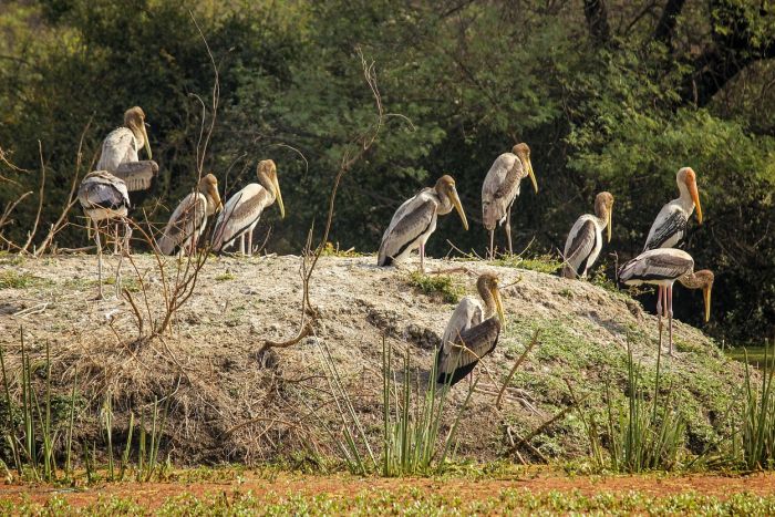 कुल 11,000 प्रजातियों के विलुप्ति जोखिम का आकलन करने के लिए ‘नेशनल रेड लिस्ट आकलन’ शुरू